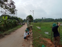 Duong Cay Kieu Mau Chi Hoi Chau Thanh